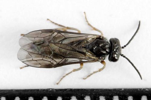 Réf. 223 206 : Periclista lineolata